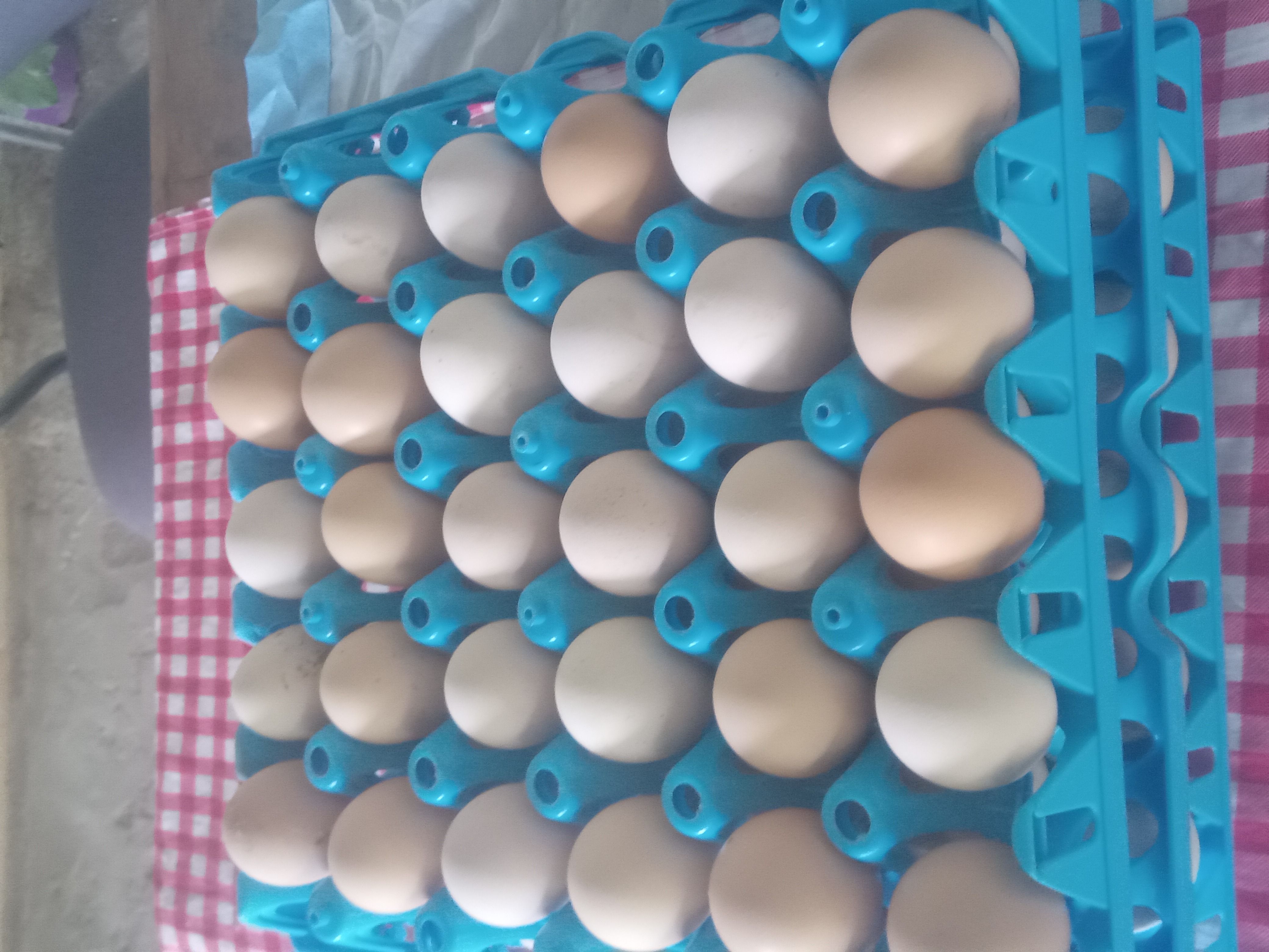 Eggs