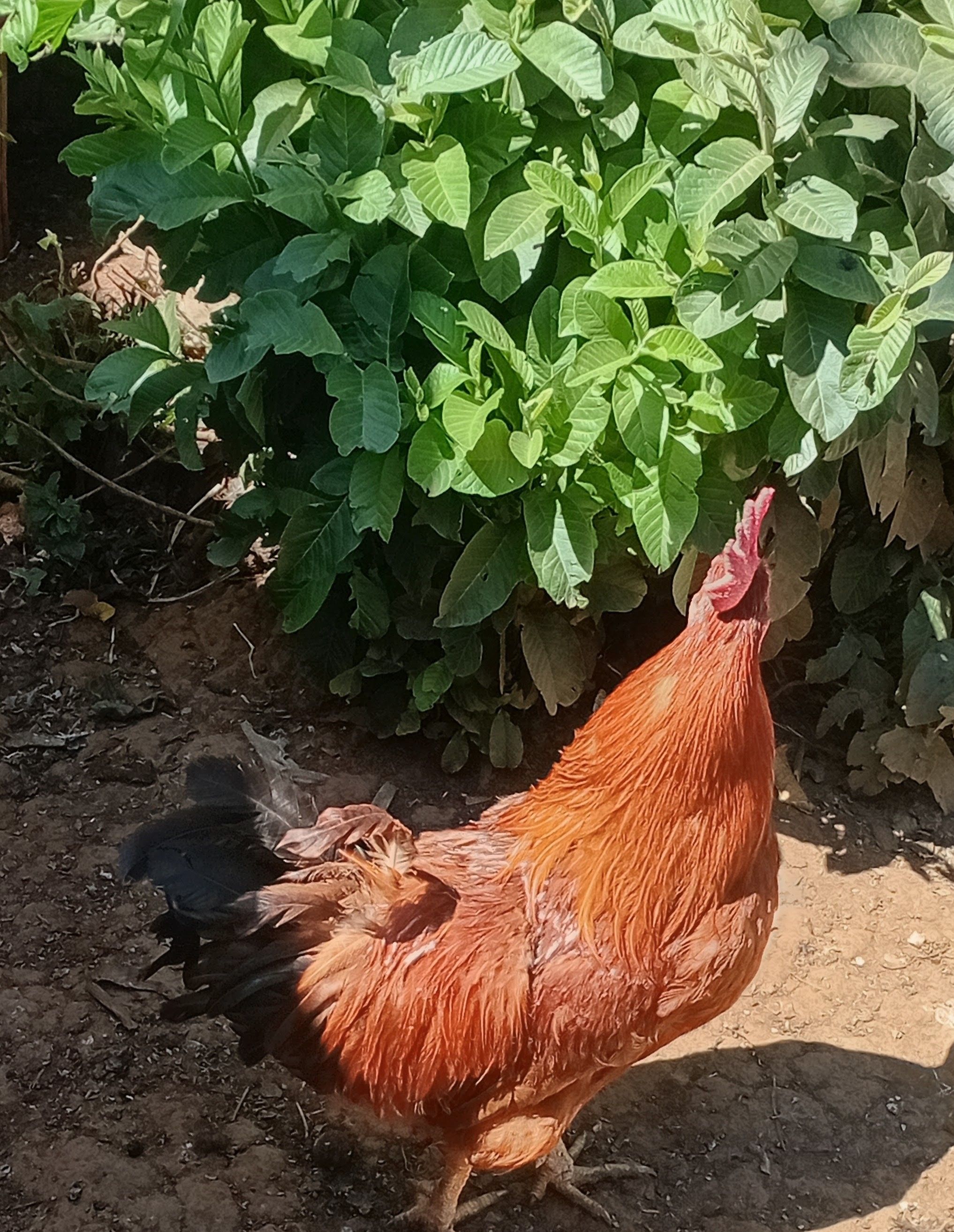 Eggs