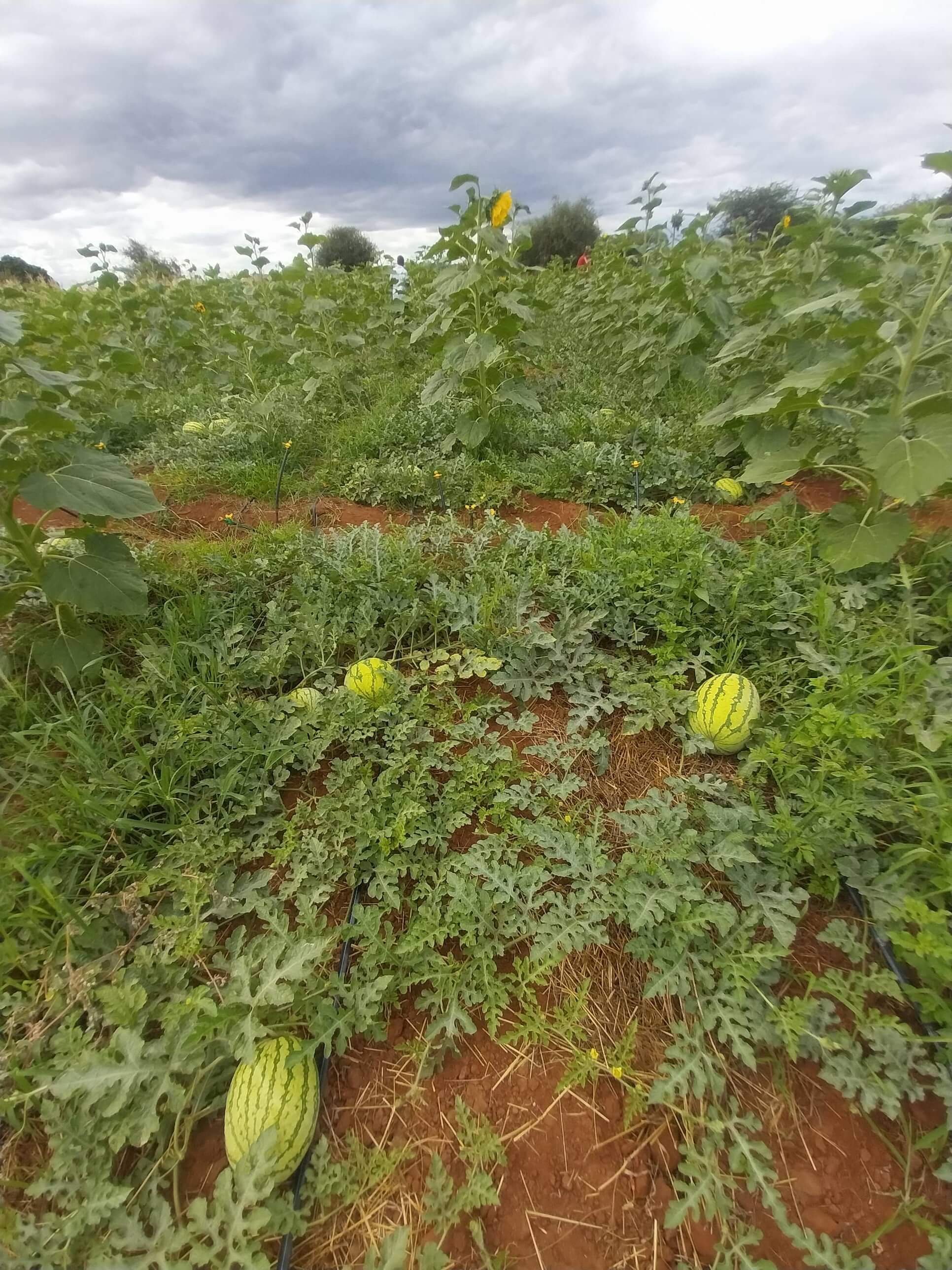 Water melon