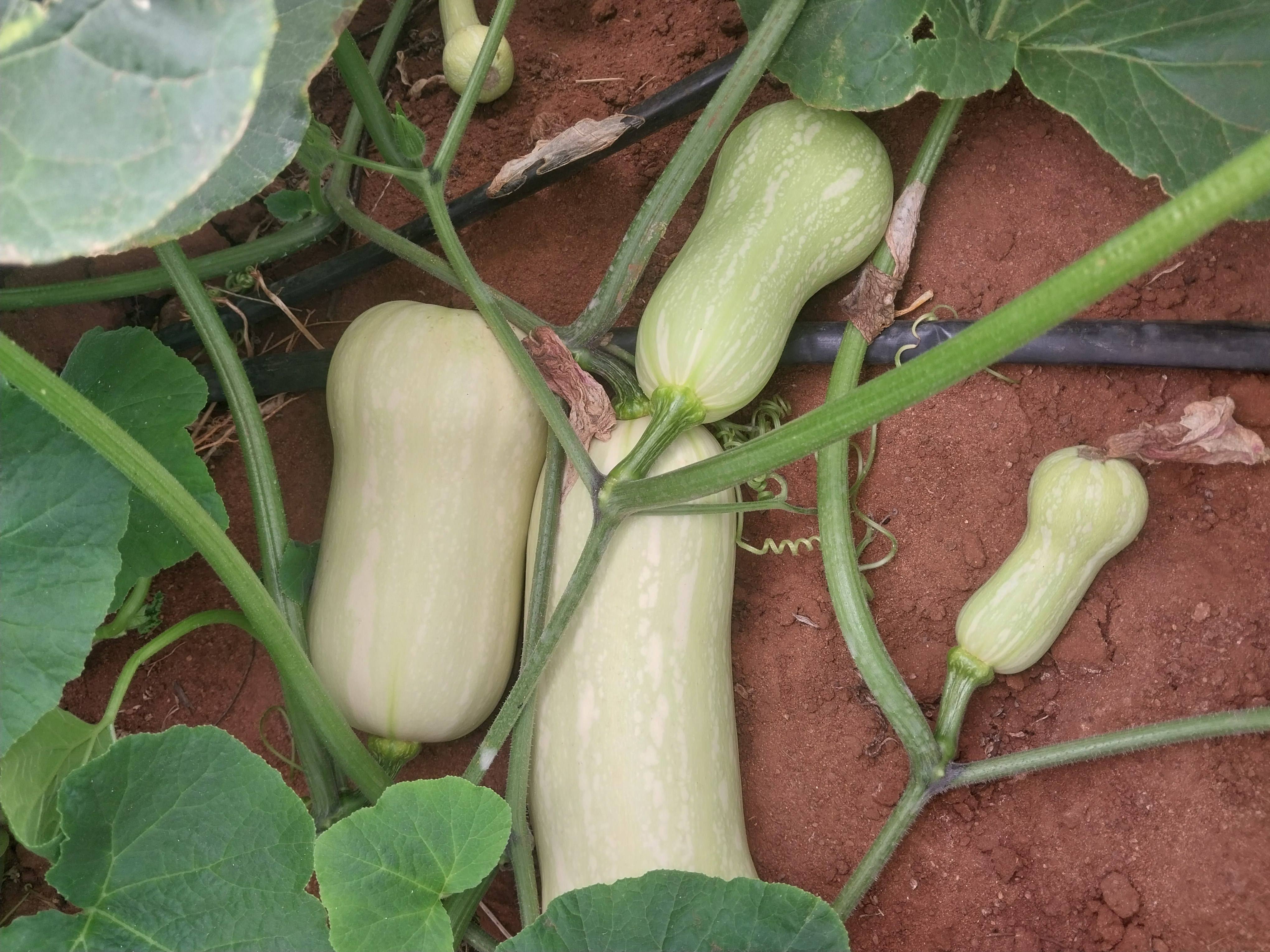 Butternut
