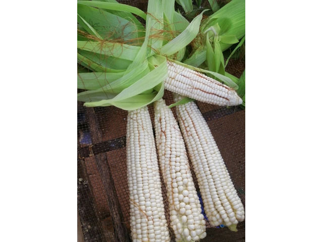 Green Maize