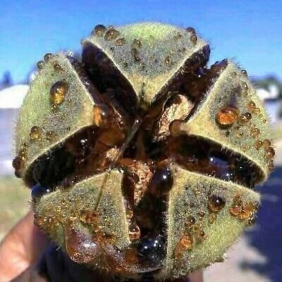Azanza Garckeana (Snot apple)