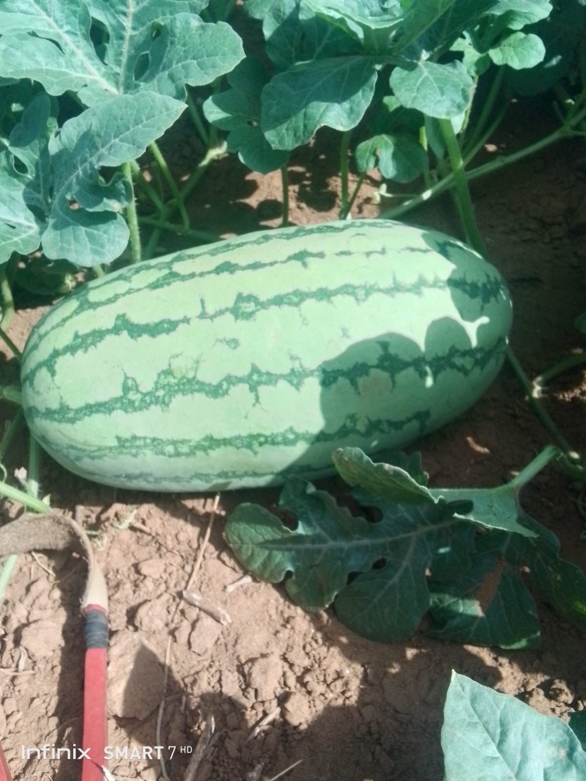 Watermelon