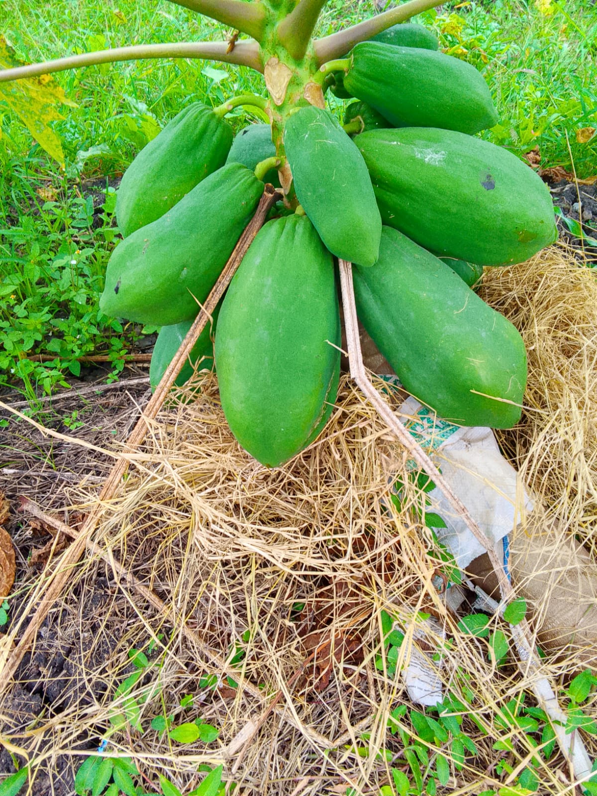 Dwarf Pawpaw Seedlings