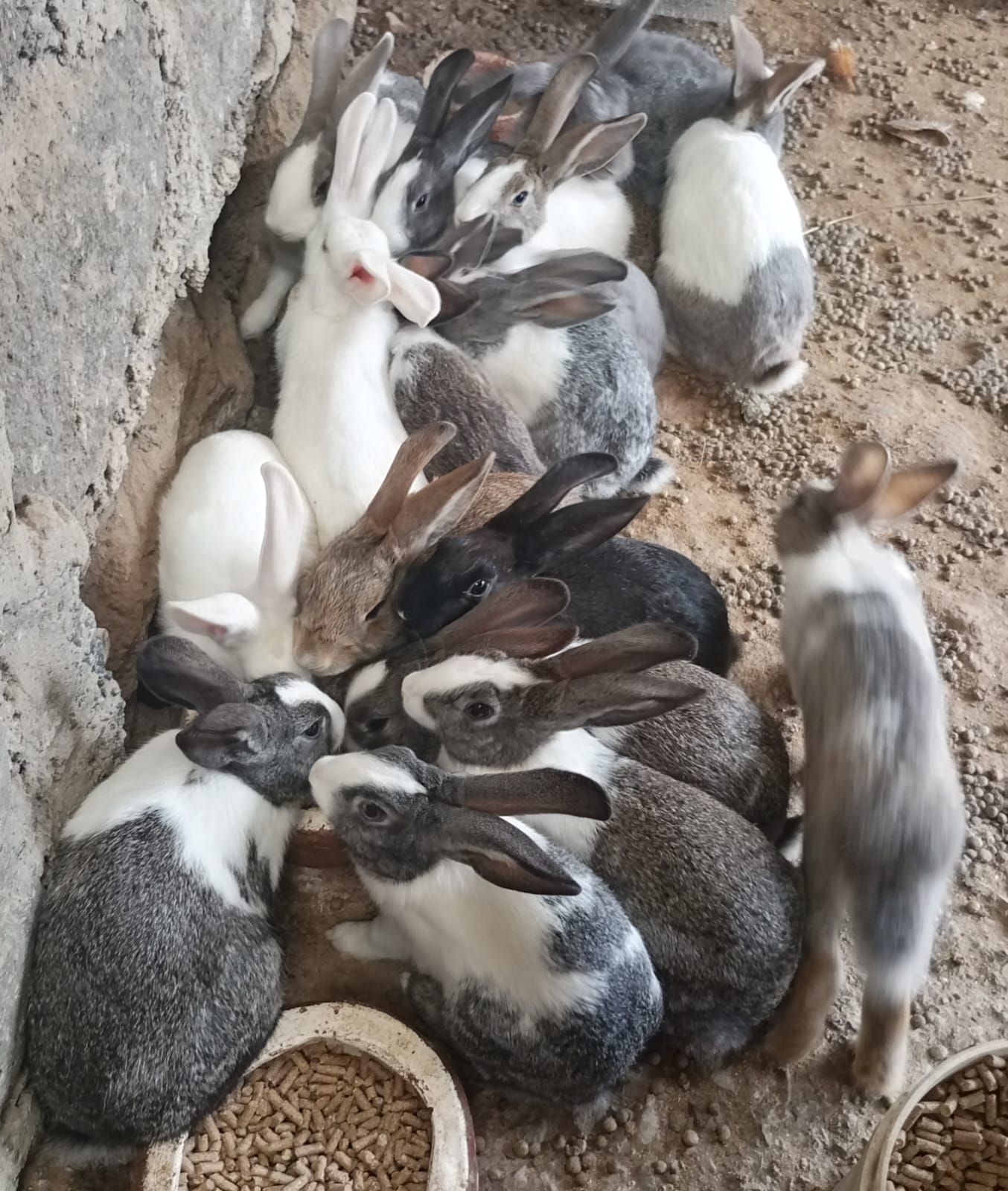 Mature Hybrid Rabbits