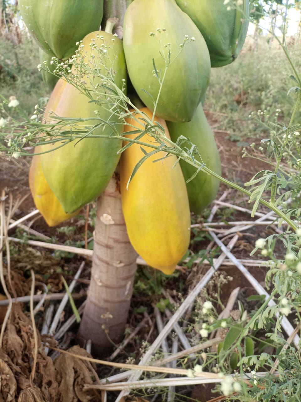 Dwarf Pawpaw Seedlings