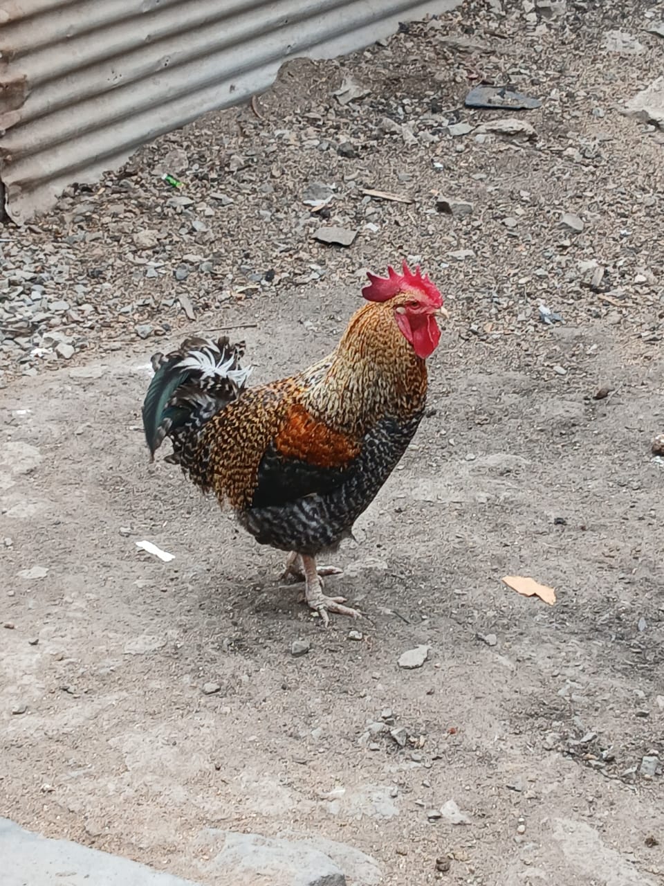 EGGS AND CHICKEN – 1750.00 KSh