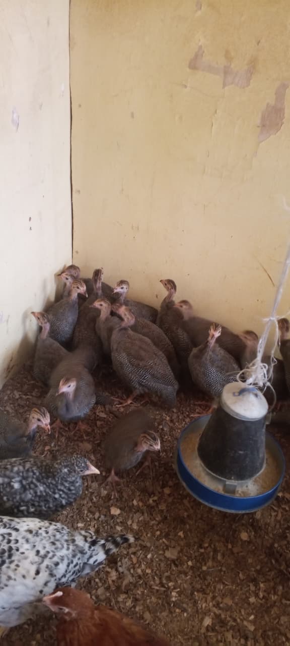 Quinea Fowl Keets