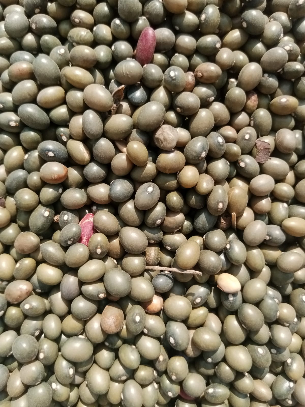 Army Green Beans