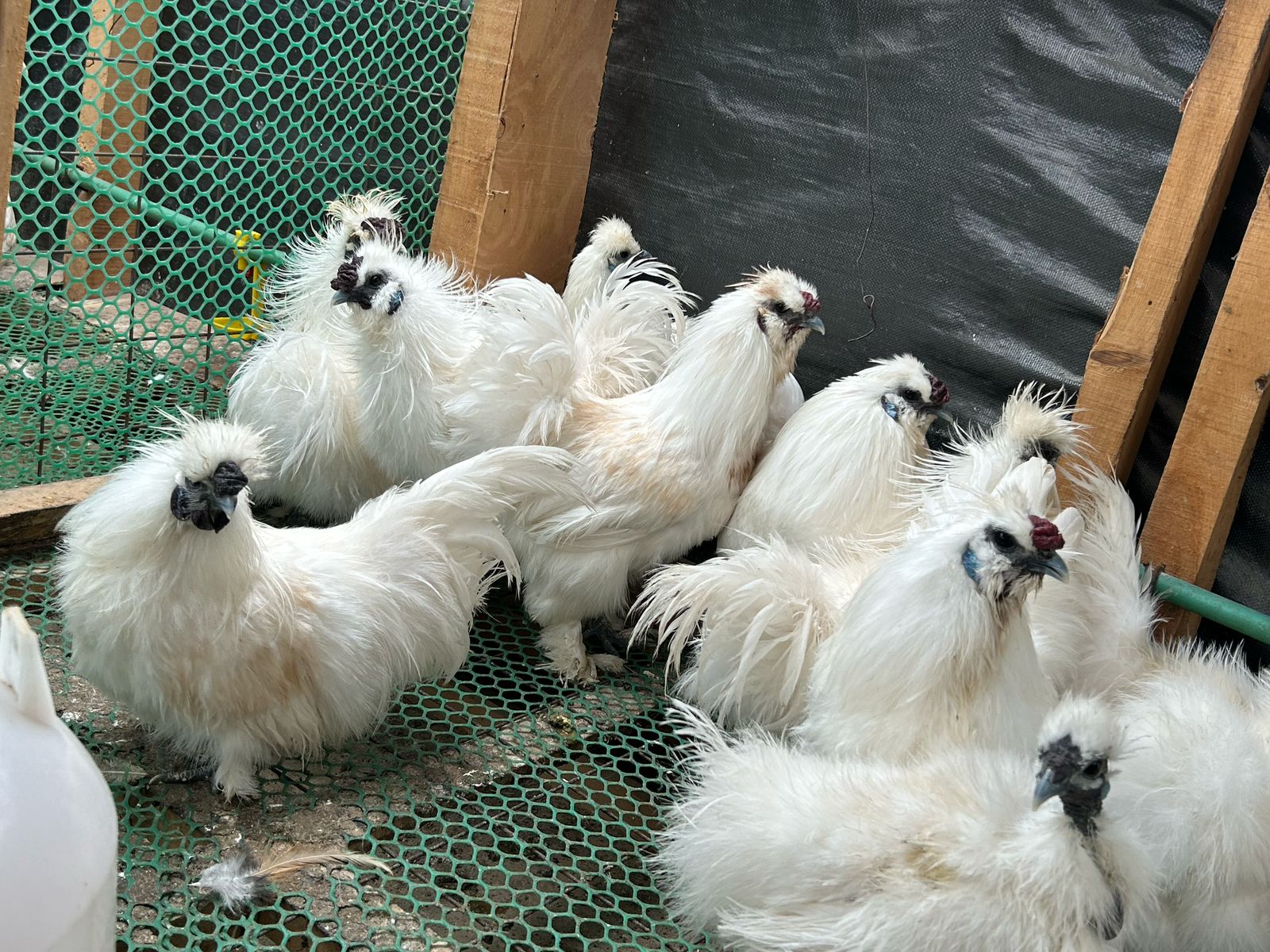 Silkie Chickens