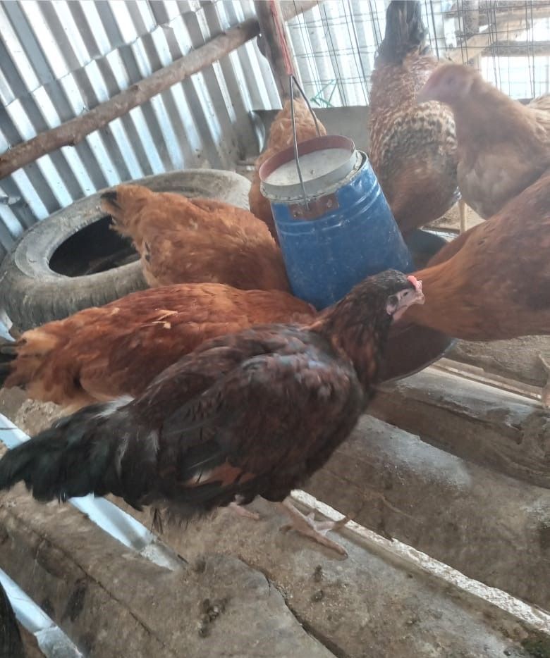 Pure kienyeji chicken