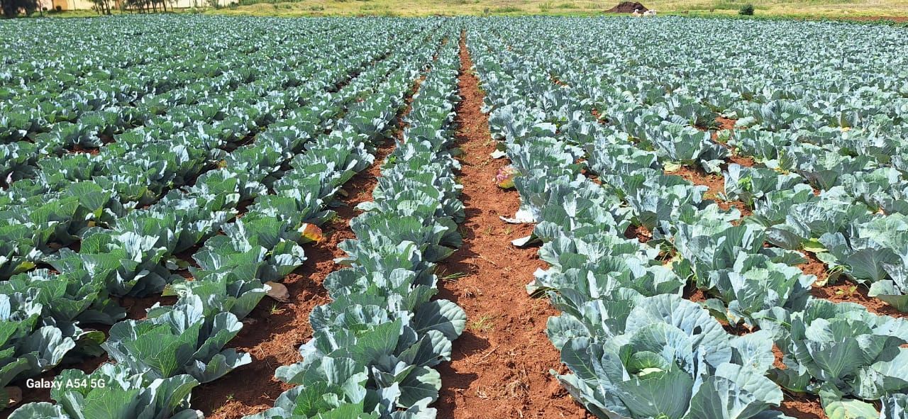 CABBAGE