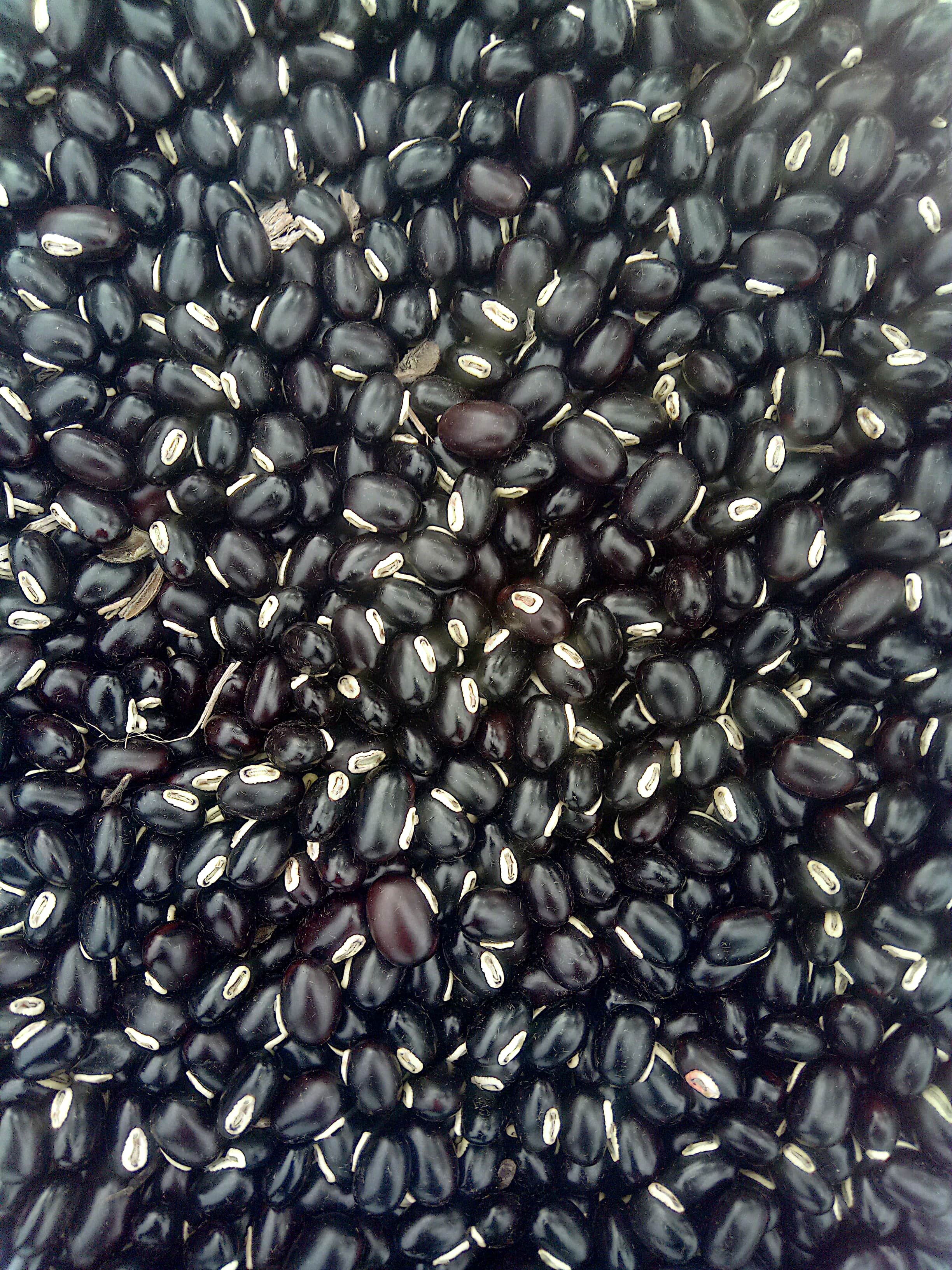 Mucuna Beans