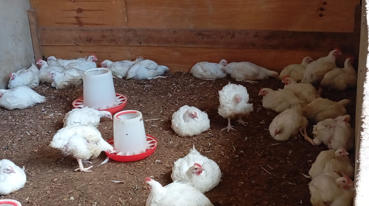 Broiler chickens