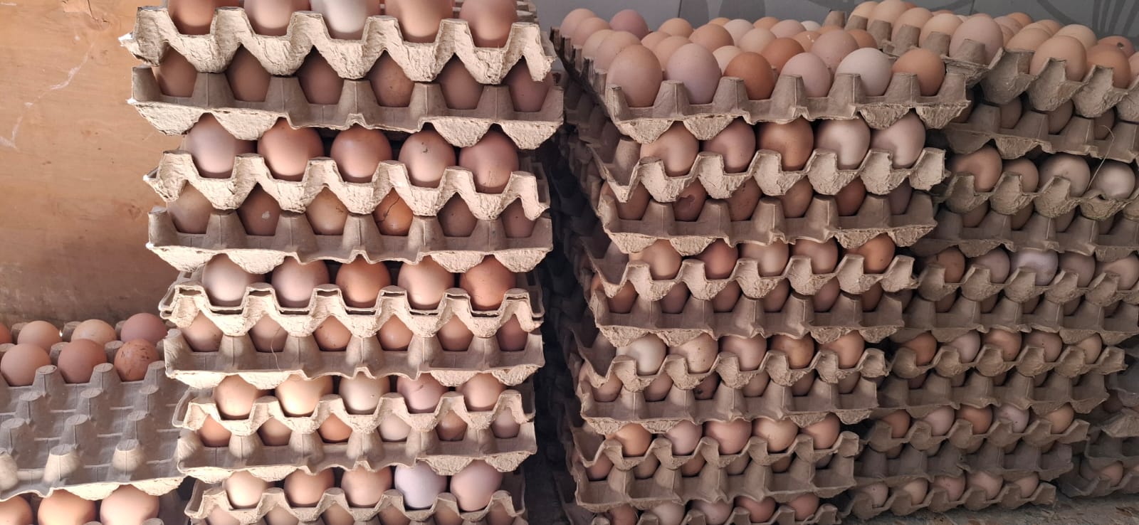 Kenbro fertilized eggs