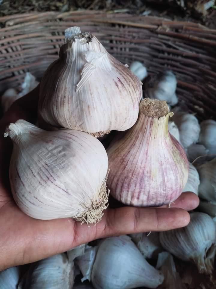 Garlic