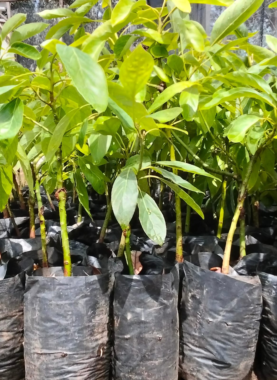 Avocado seedlings