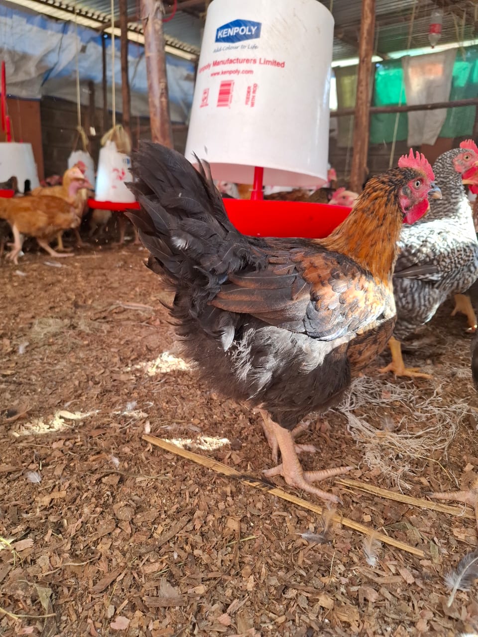 Improved kienyeji chickens
