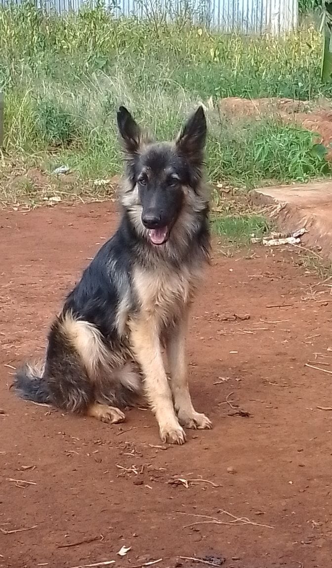 German Shepherd