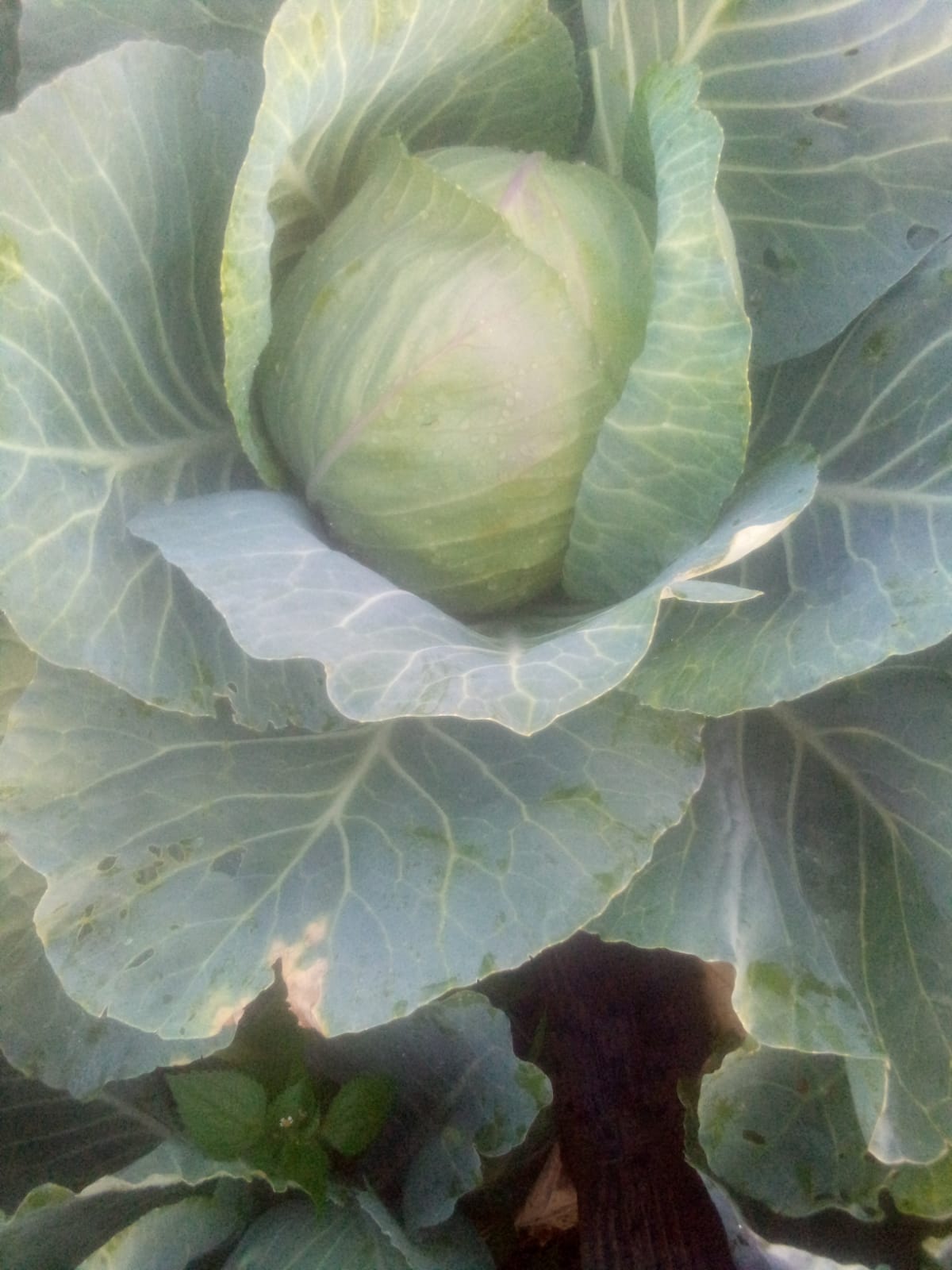 cabbage gloria f1
