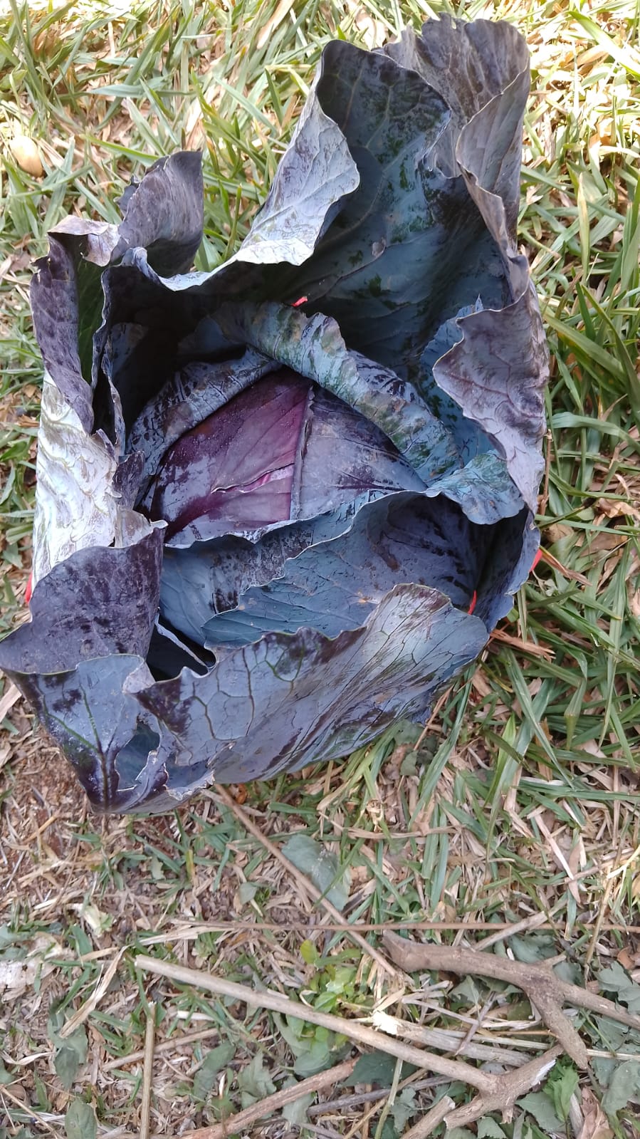 Red cabbage