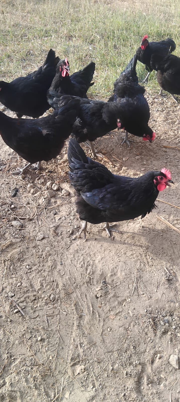 PURE BLACK AUSTRALORP CHICKS – 350.00 KSh