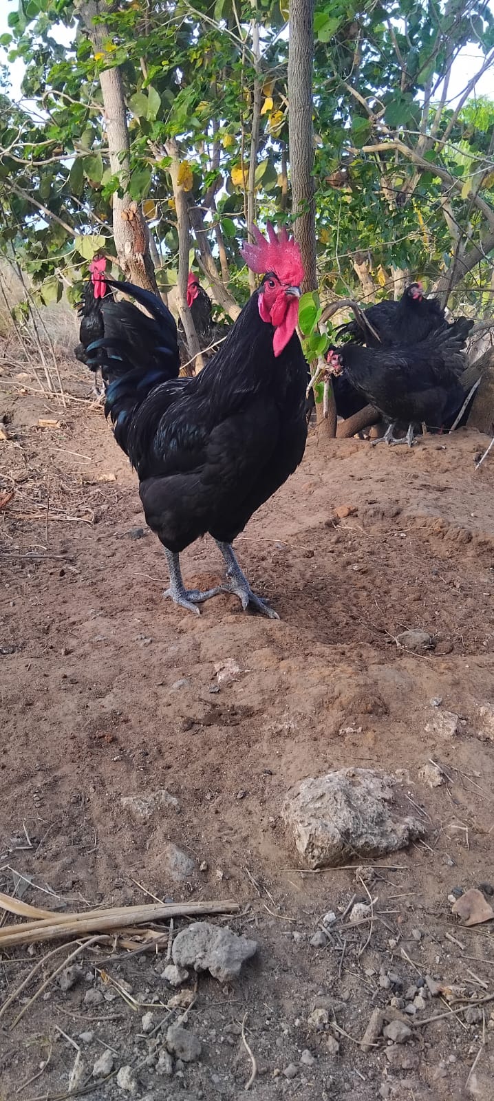 BLACK AUSTRALORP CHICKS - 350.00 KSh
