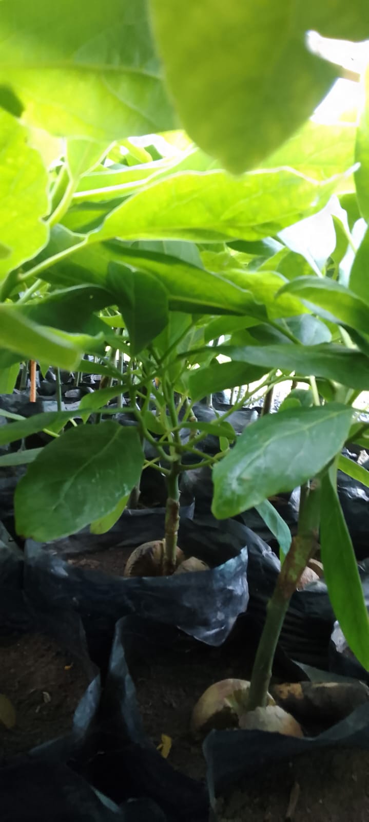 Avocado seedlings