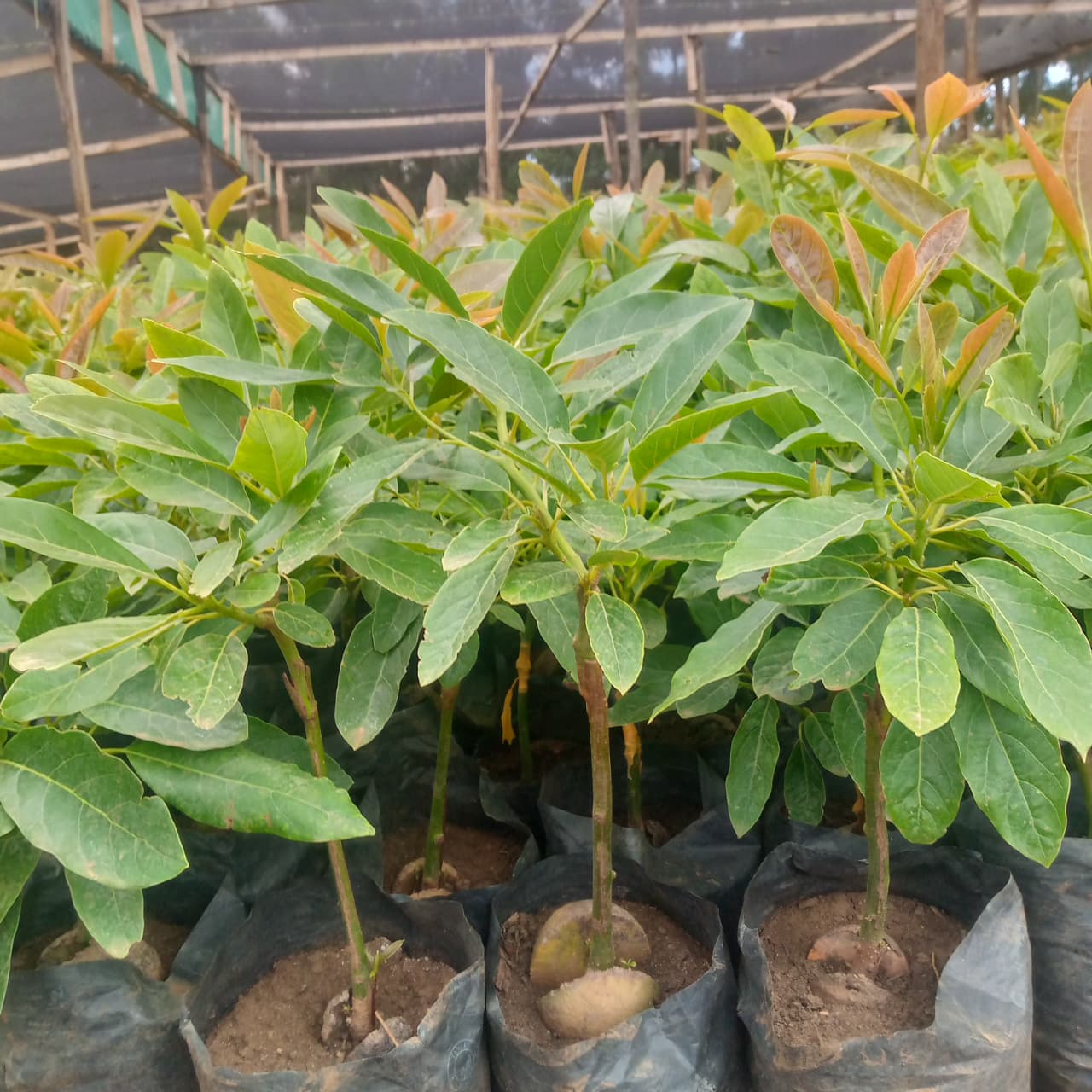 Avocado Seedlings