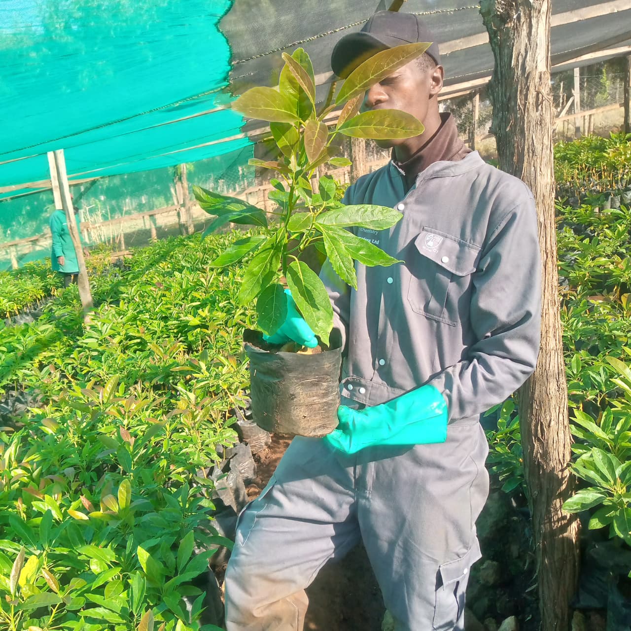 Avocado seedlings