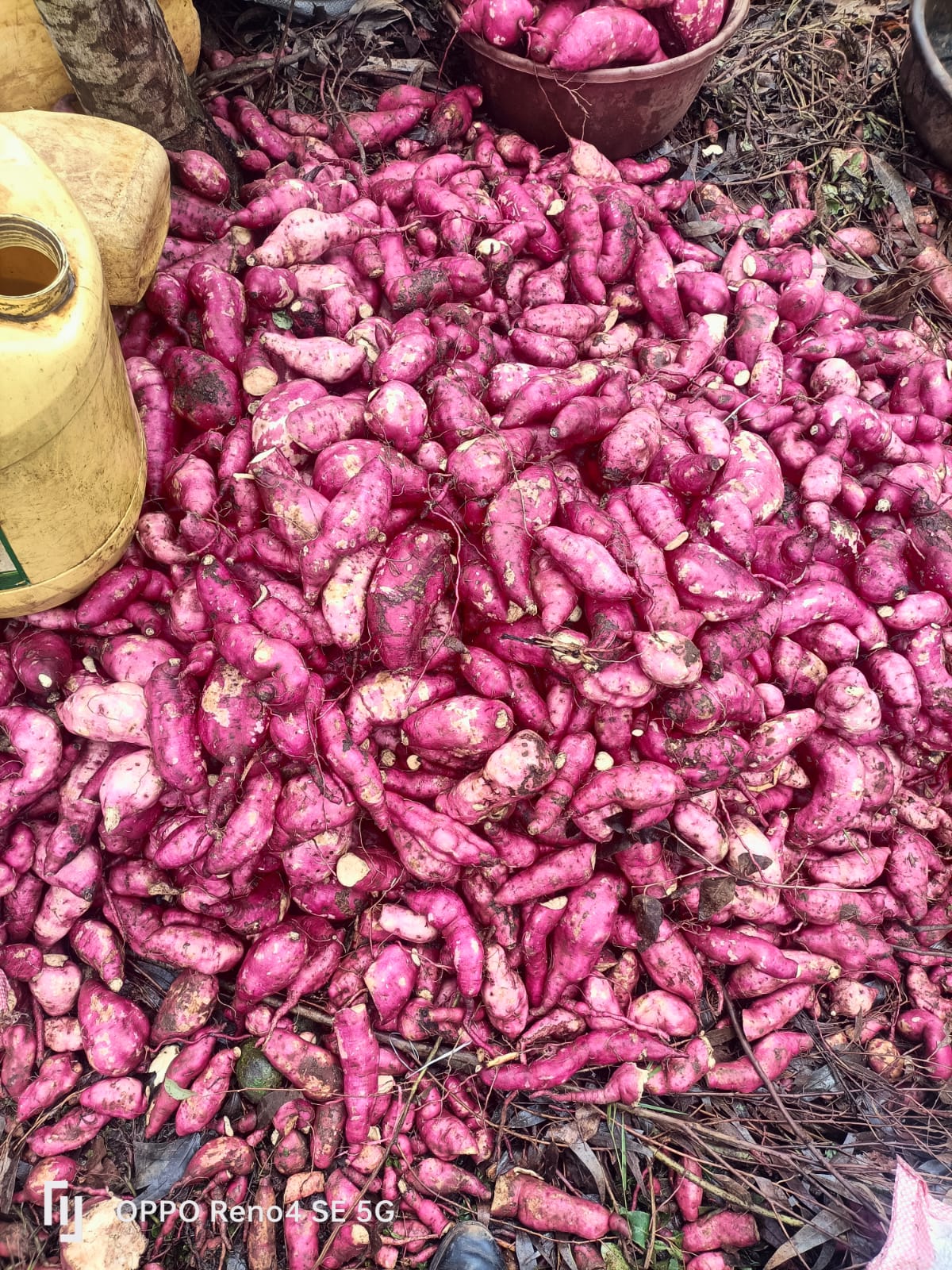 Sweet potatoes(ngwacii)