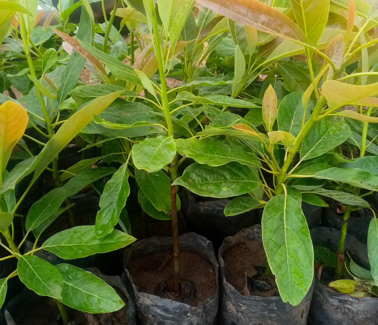 Hass and fuerte variety of avocado seedlings
