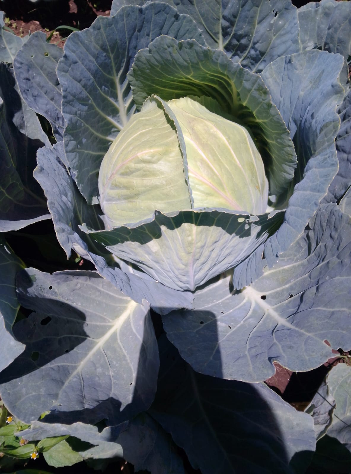 Cabbage