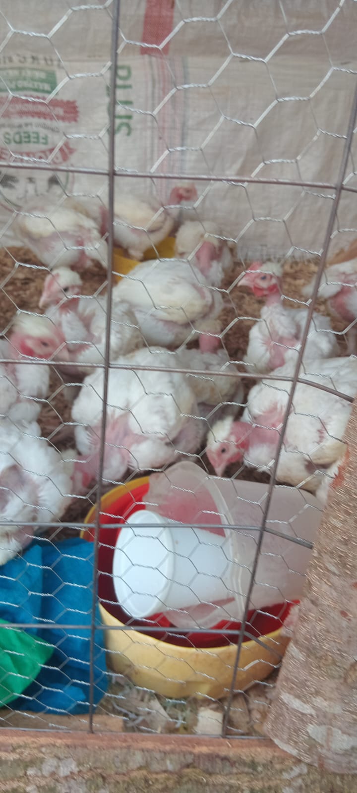 BROILERS - 899.00 KSh