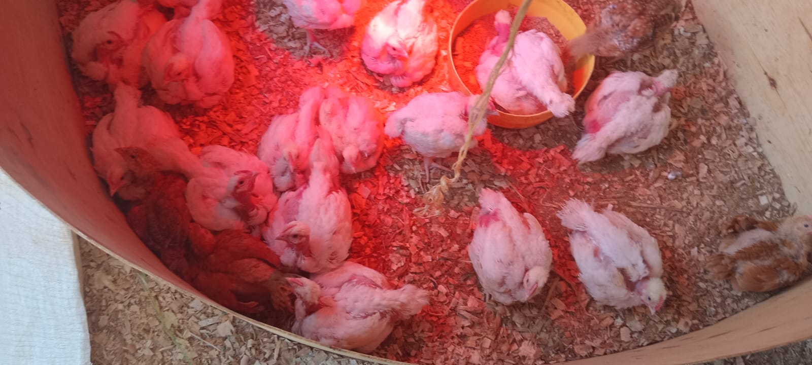 BROILERS - 650.00 KSh