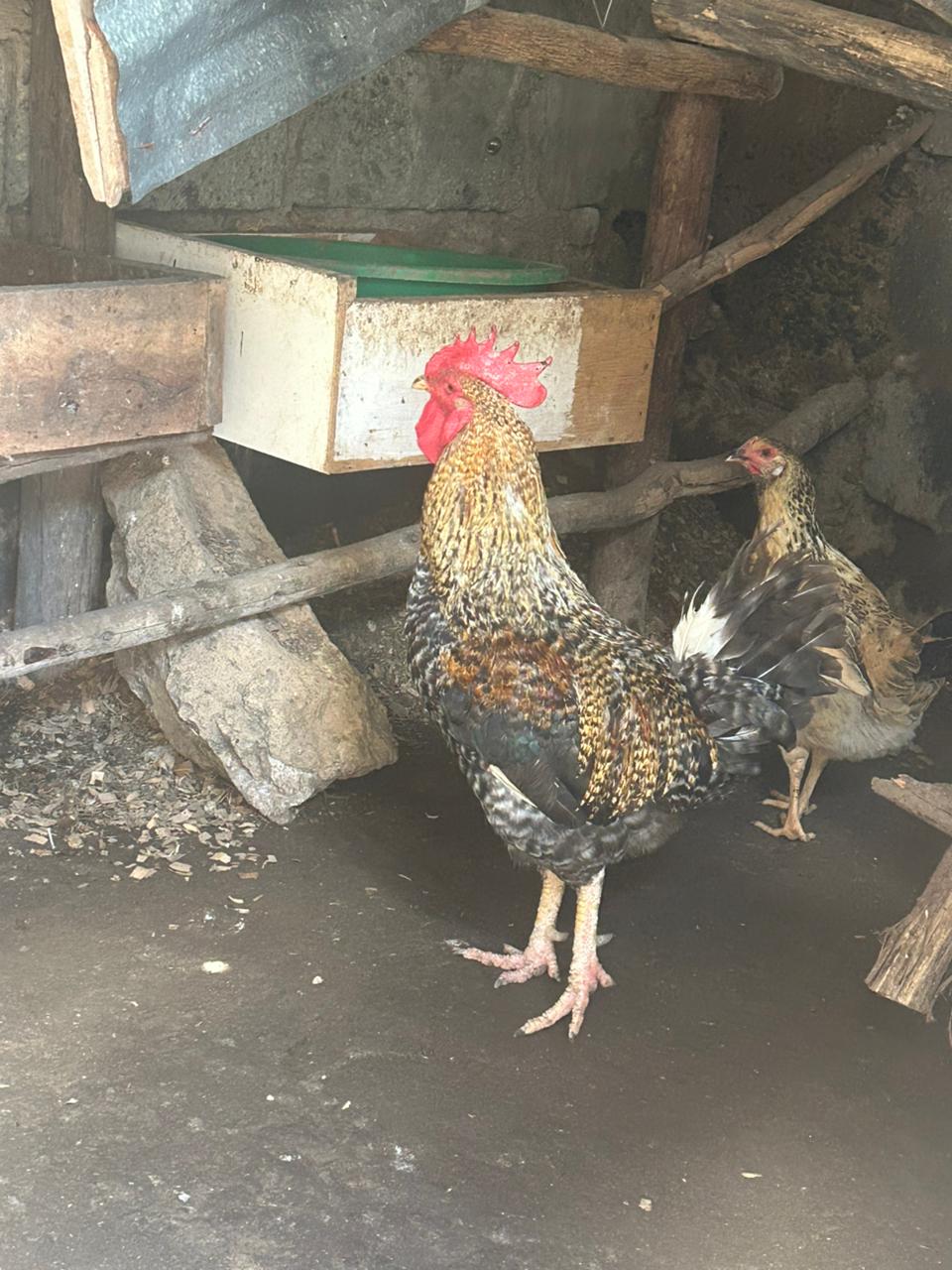 KIENYEJI COCK - 1500.00 KSh