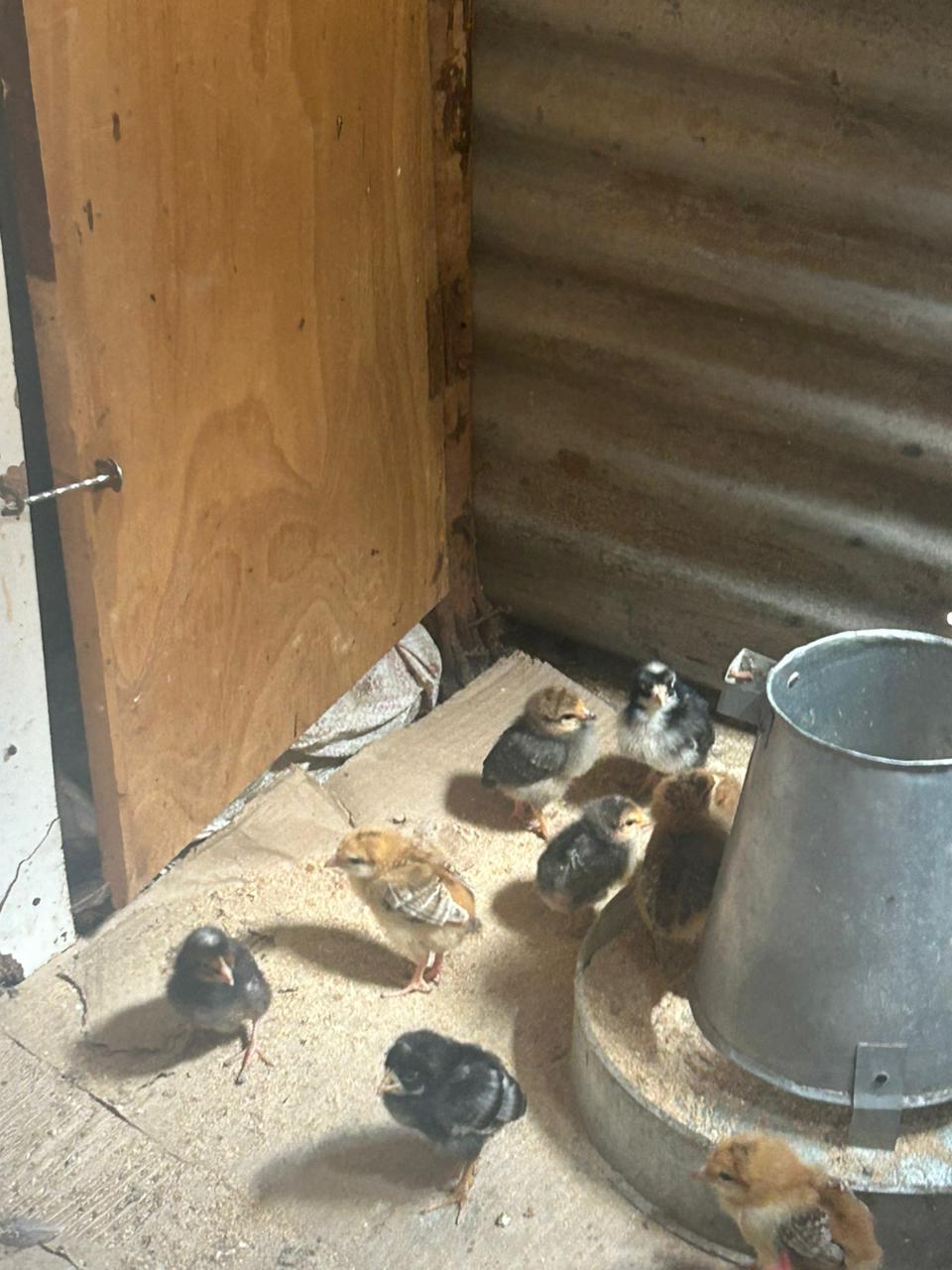 KIENYEJI CHICKS – 180.00 KSh