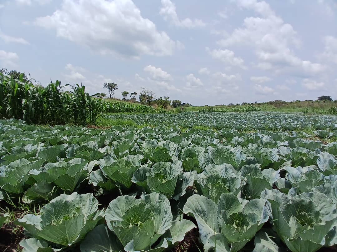 CABBAGE - 1000.00 USh