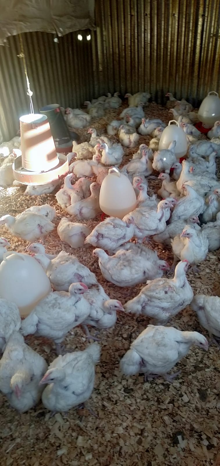 BROILERS