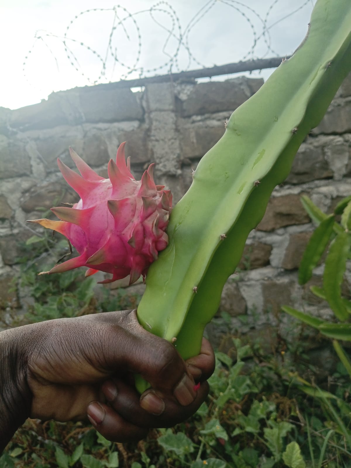 Red Dragon fruits