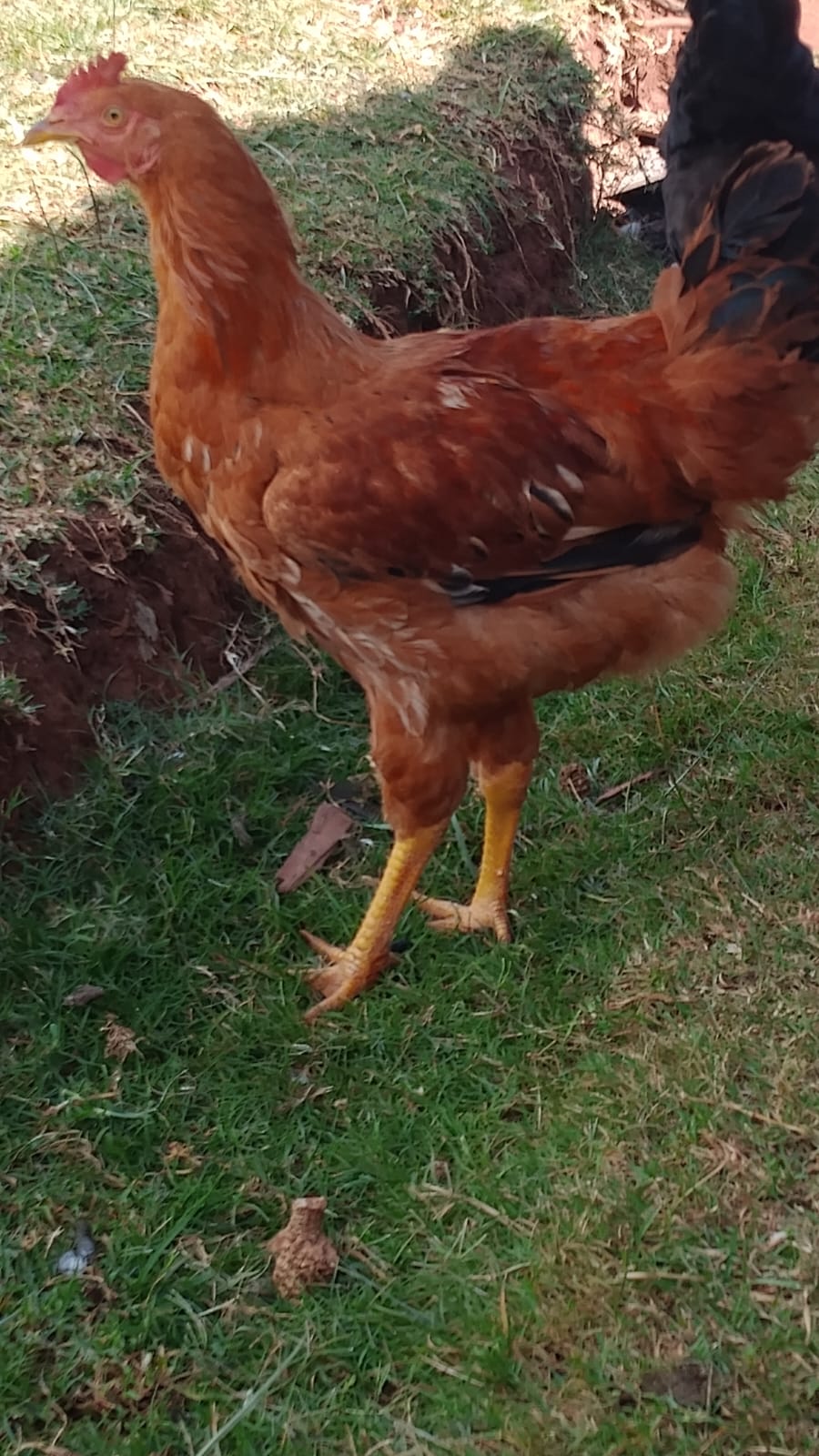 Roosters