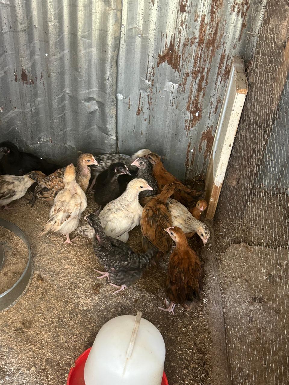 KIENYEJI CHICKS - 400.00 KSh
