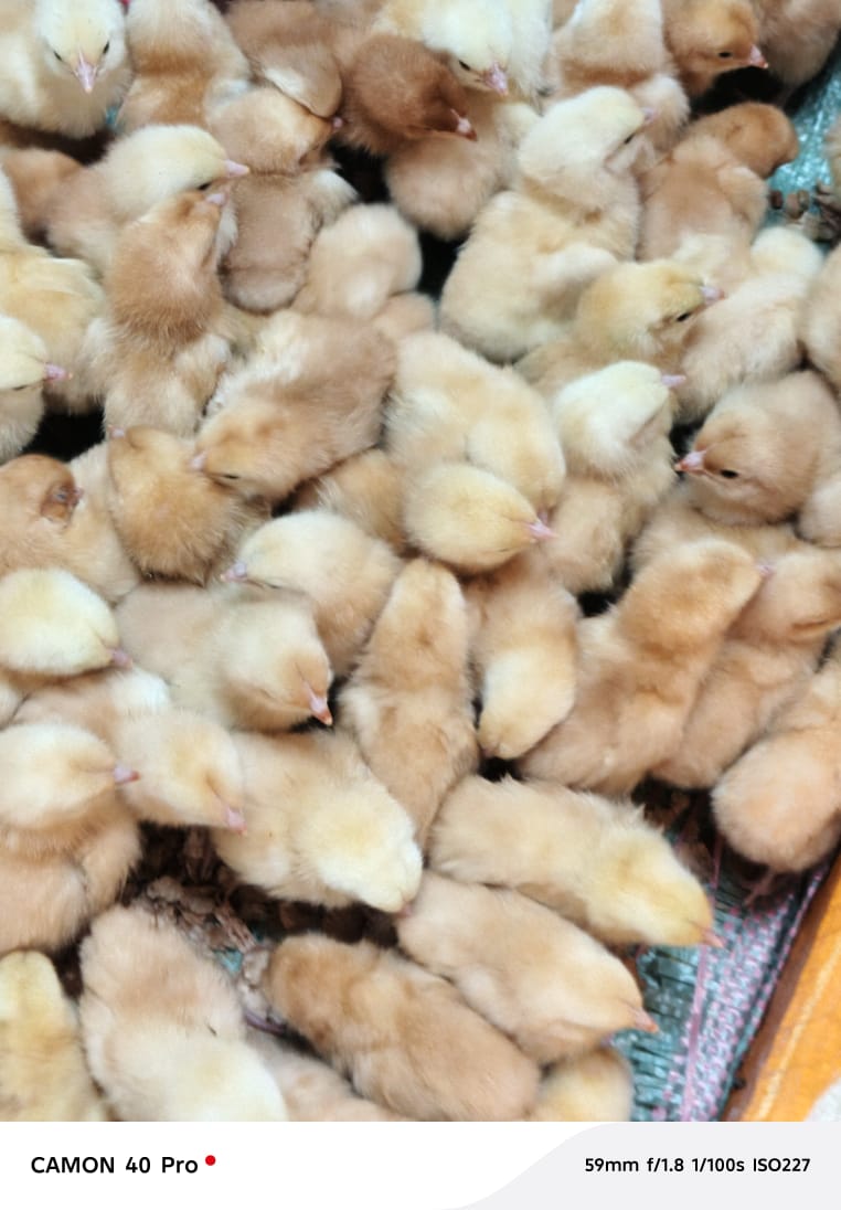 CHICKS - 100.00 KSh