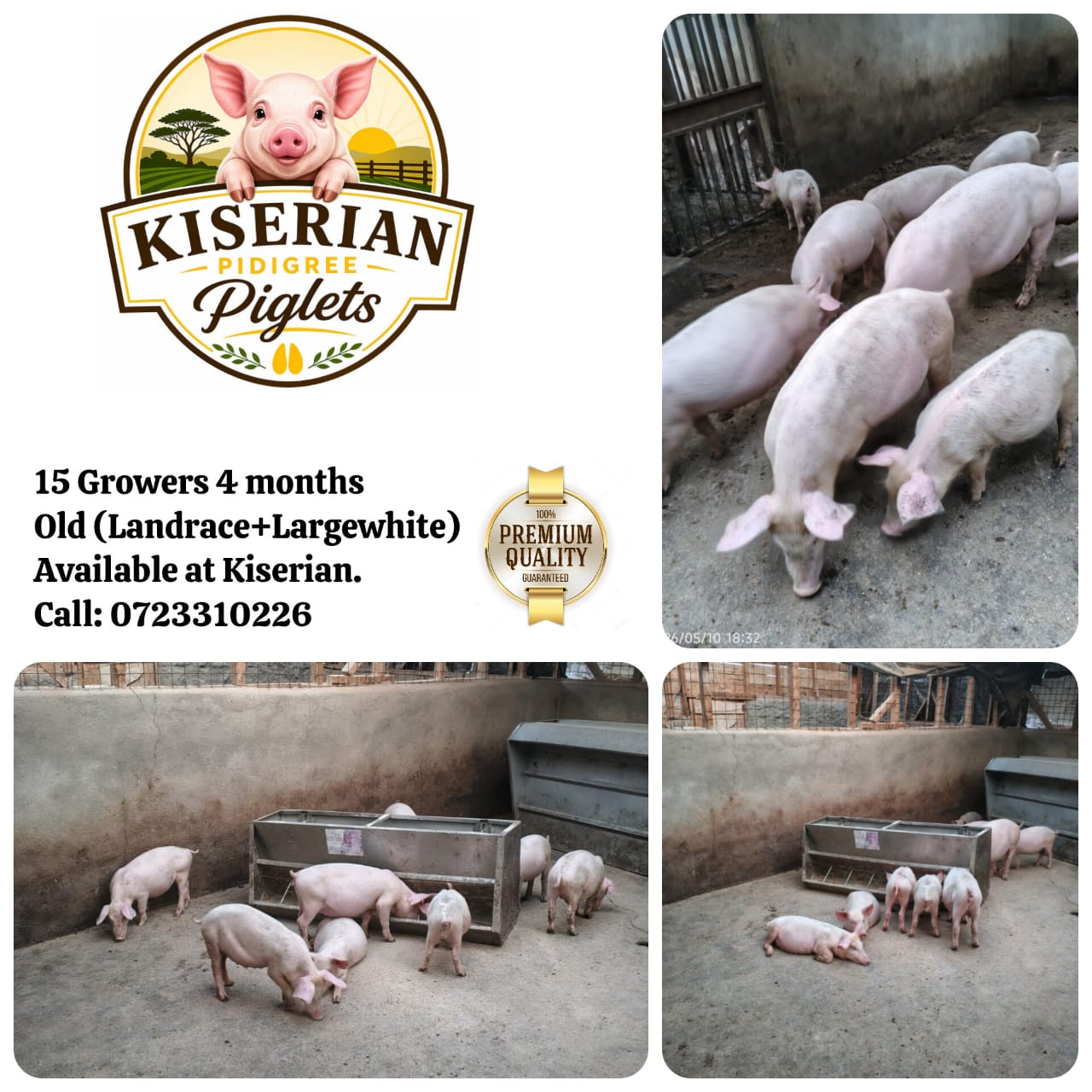 PIGS - GROWERS - 5000.00 KSh