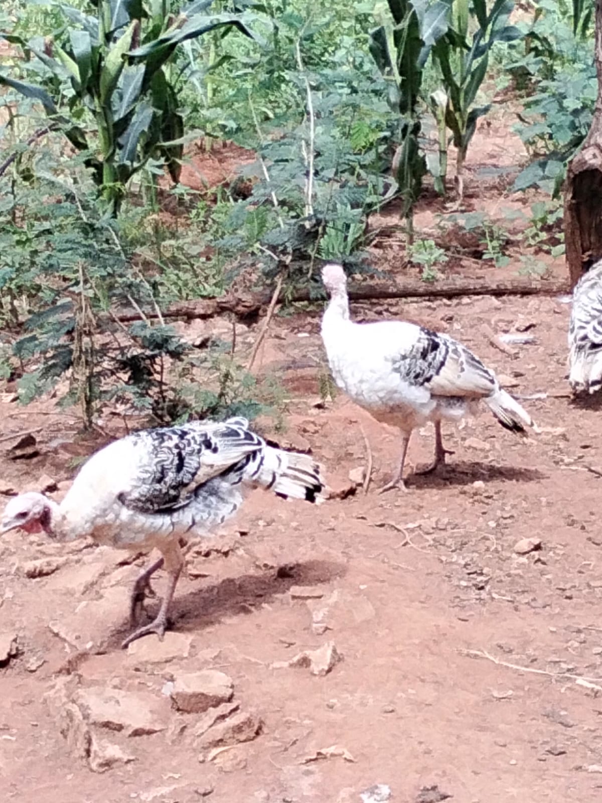 TURKEYS - 4000.00 KSh