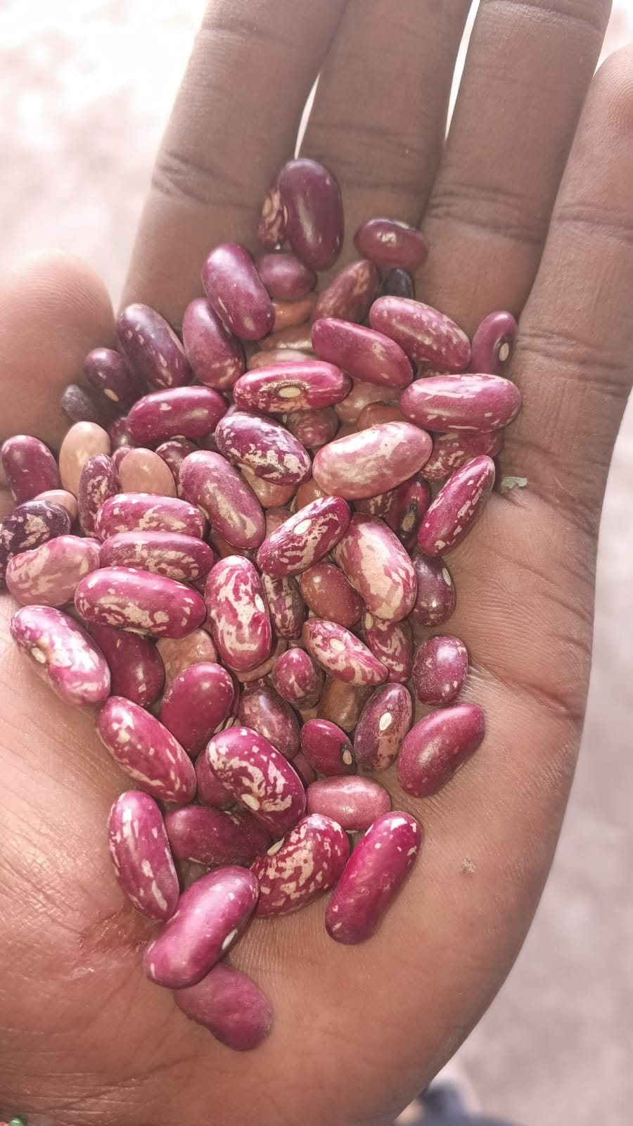 NYAYO BEANS - 9500.00 KSh