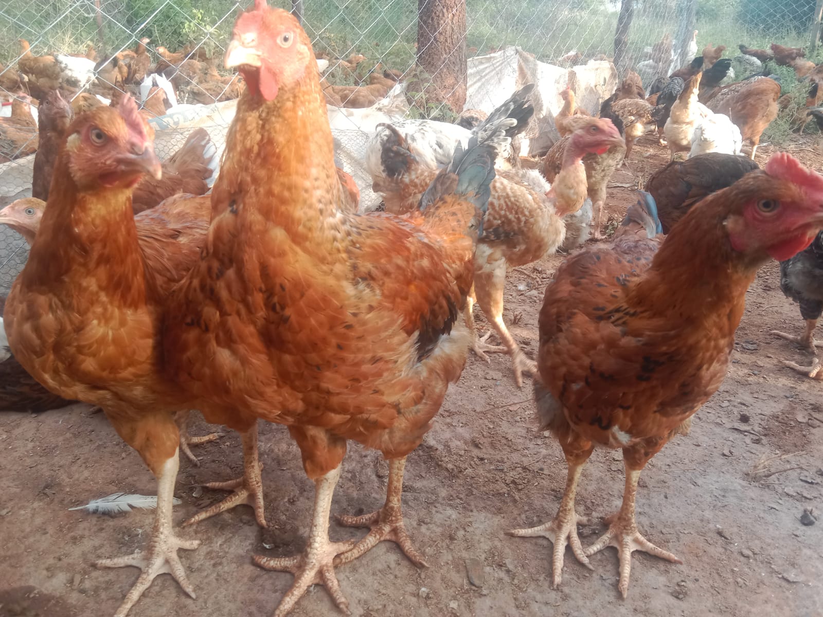 Chicken