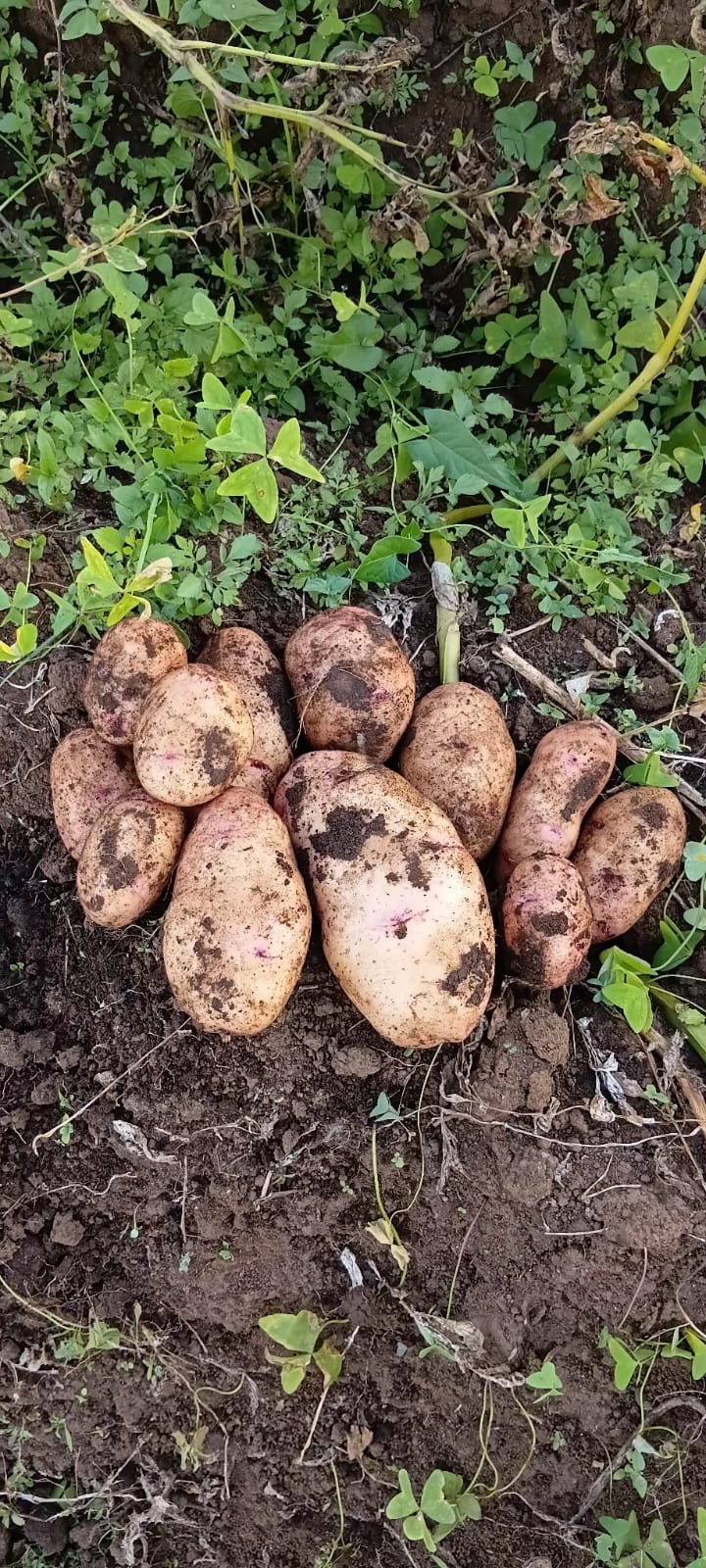 Potatoes