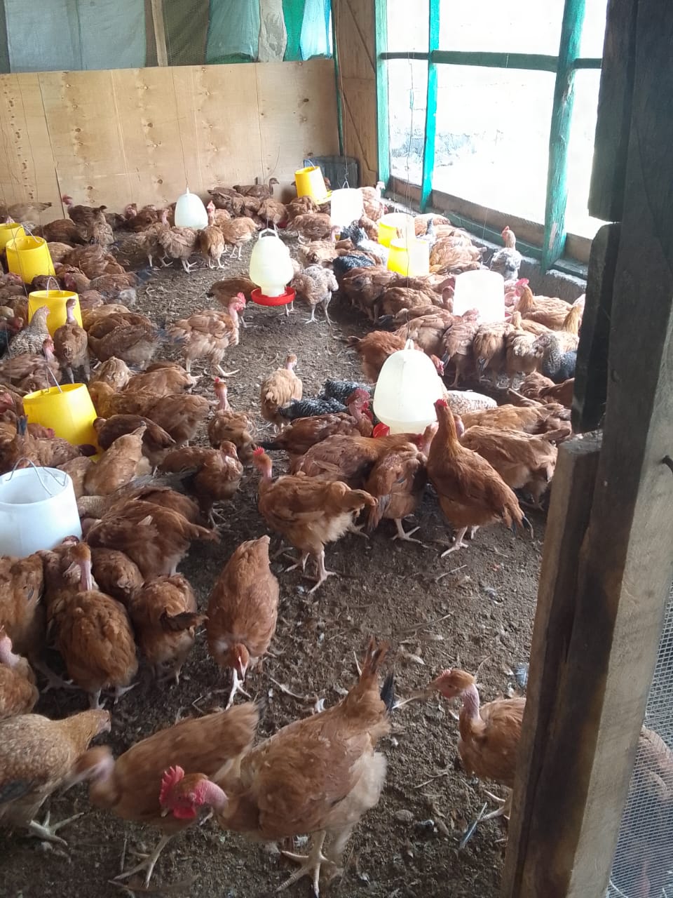 Chicken Meat