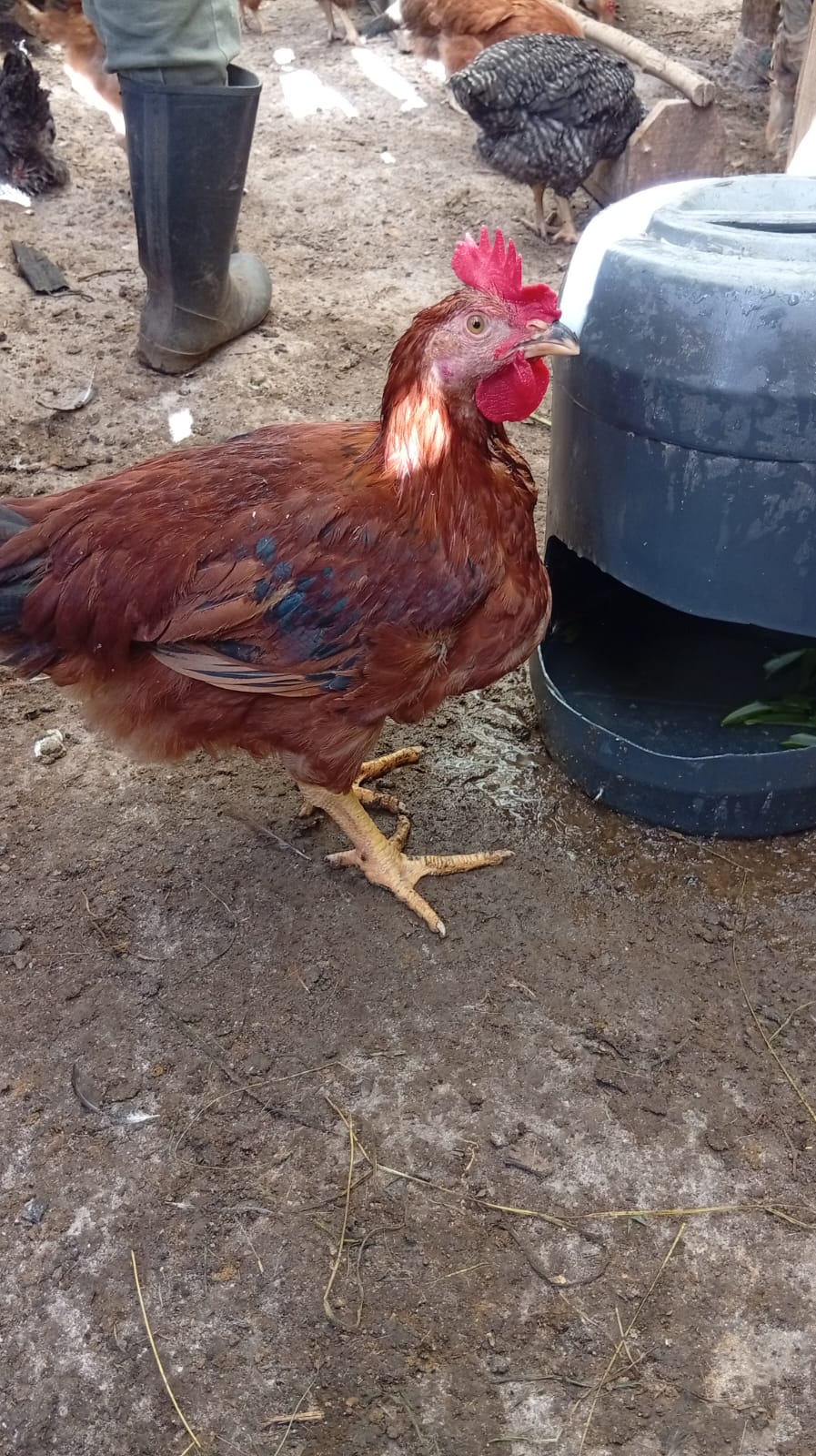 Improved Kienyeji chicken
